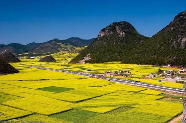 Kínai aranysárga mező